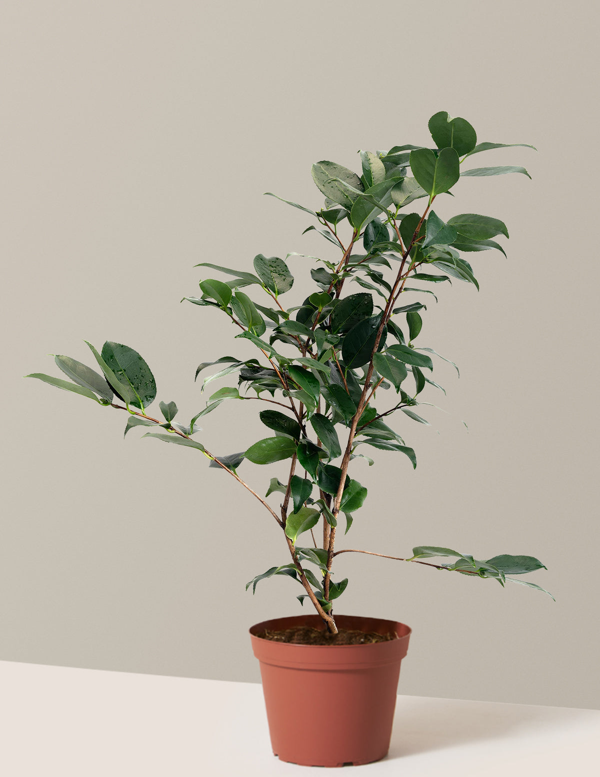 R.L. Wheeler Camellia