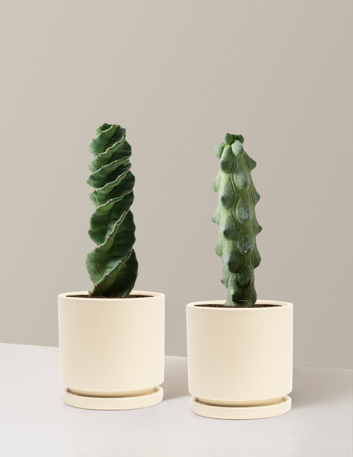 The Rare Cactus Duo