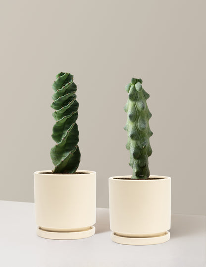 The Rare Cactus Duo