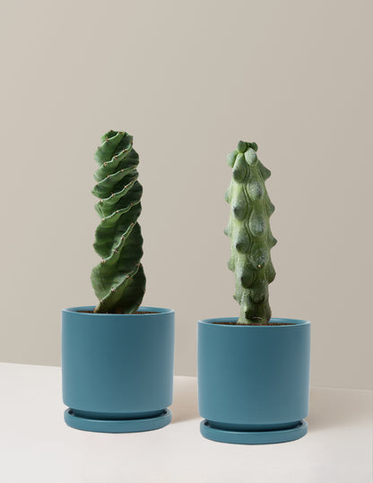 rare succulents and cacti The Rare Cactus Duo Houseplants with Planter - Medium (7"-12" tall) Blush Planters
