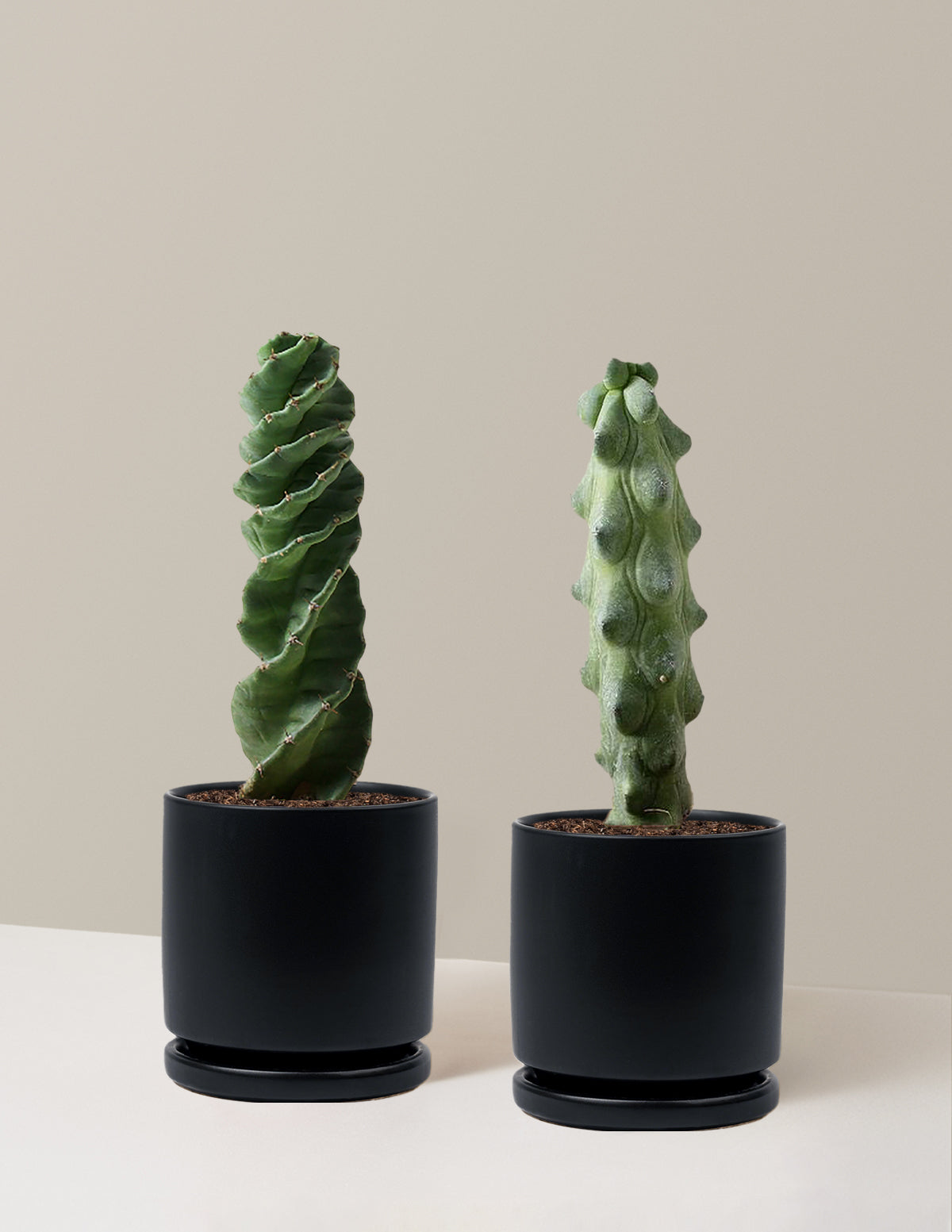The Rare Cactus Duo