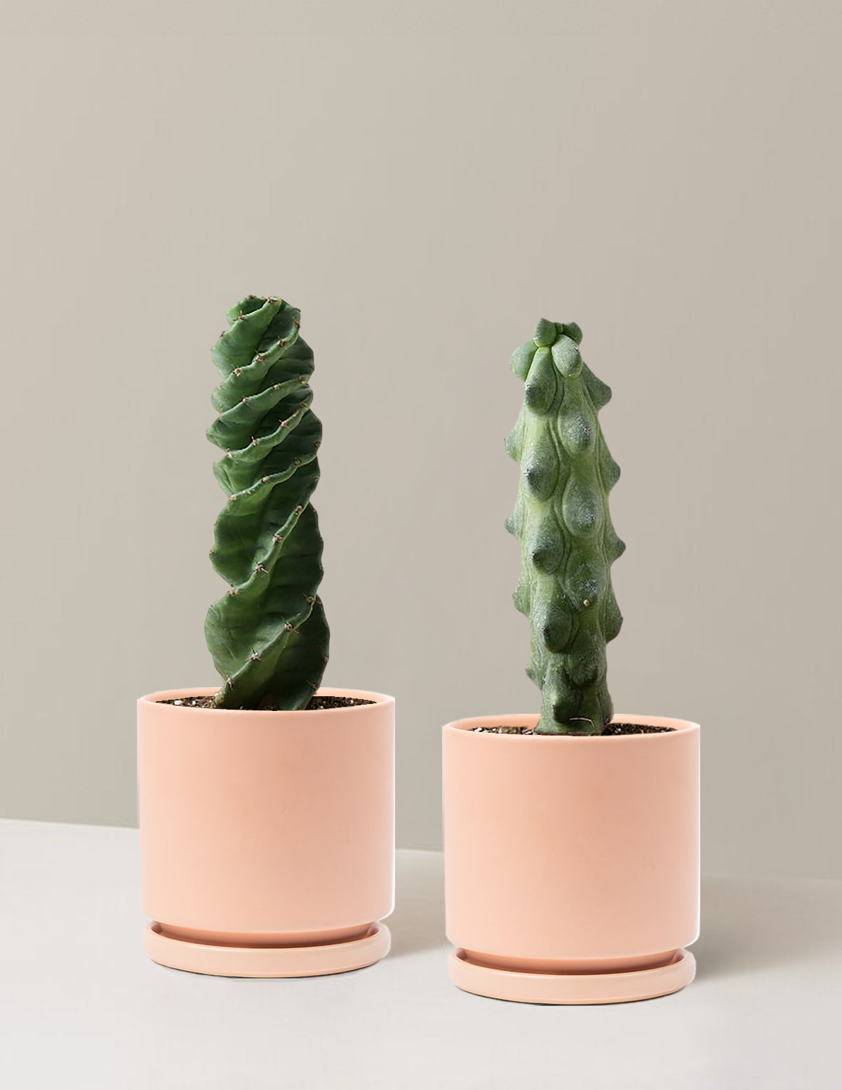 The Rare Cactus Duo