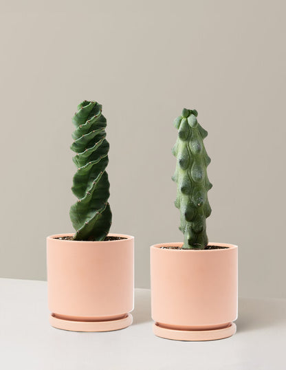 The Rare Cactus Duo