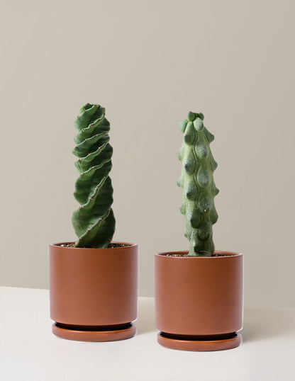 unusual cactus house plants The Rare Cactus Duo Houseplants with Planter - Medium (7"-12" tall) Blush Planters