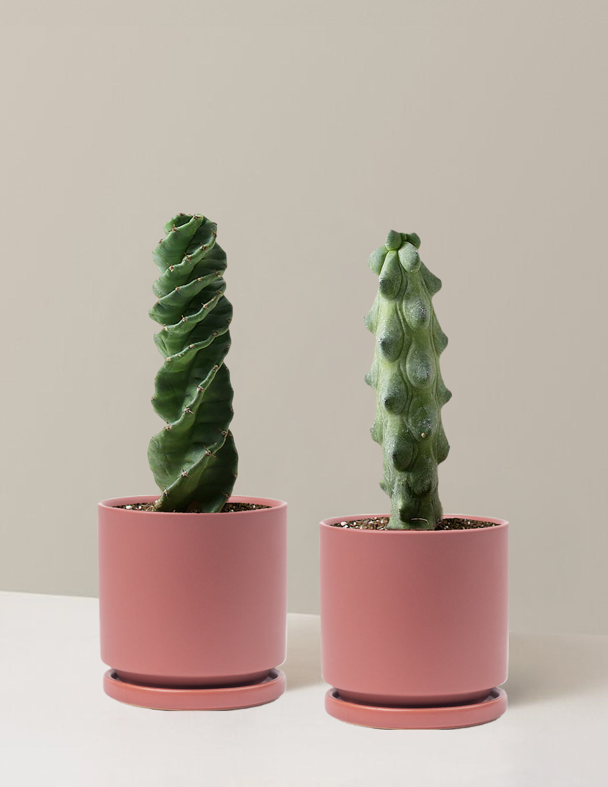 The Rare Cactus Duo