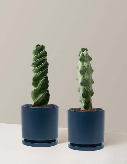 The Rare Cactus Duo