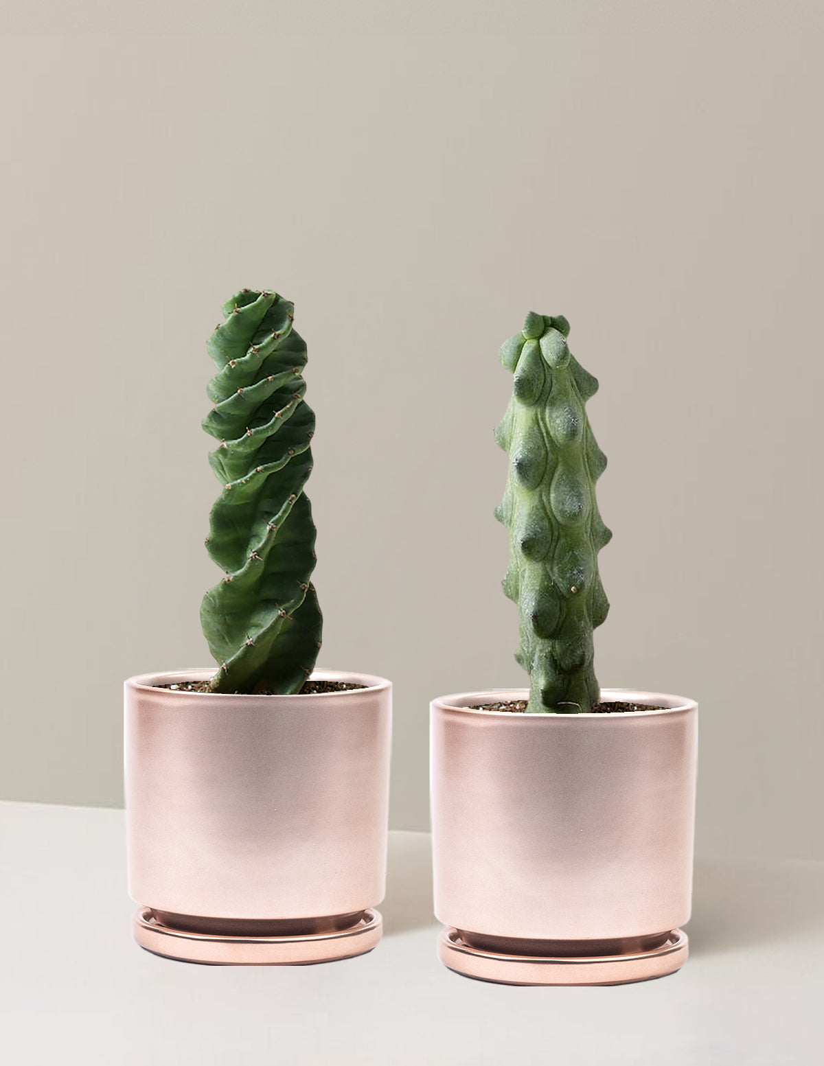 bundle | Medium | Isabella | Rose Gold