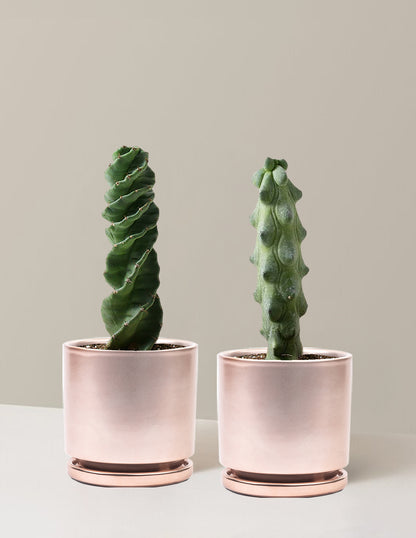 The Rare Cactus Duo