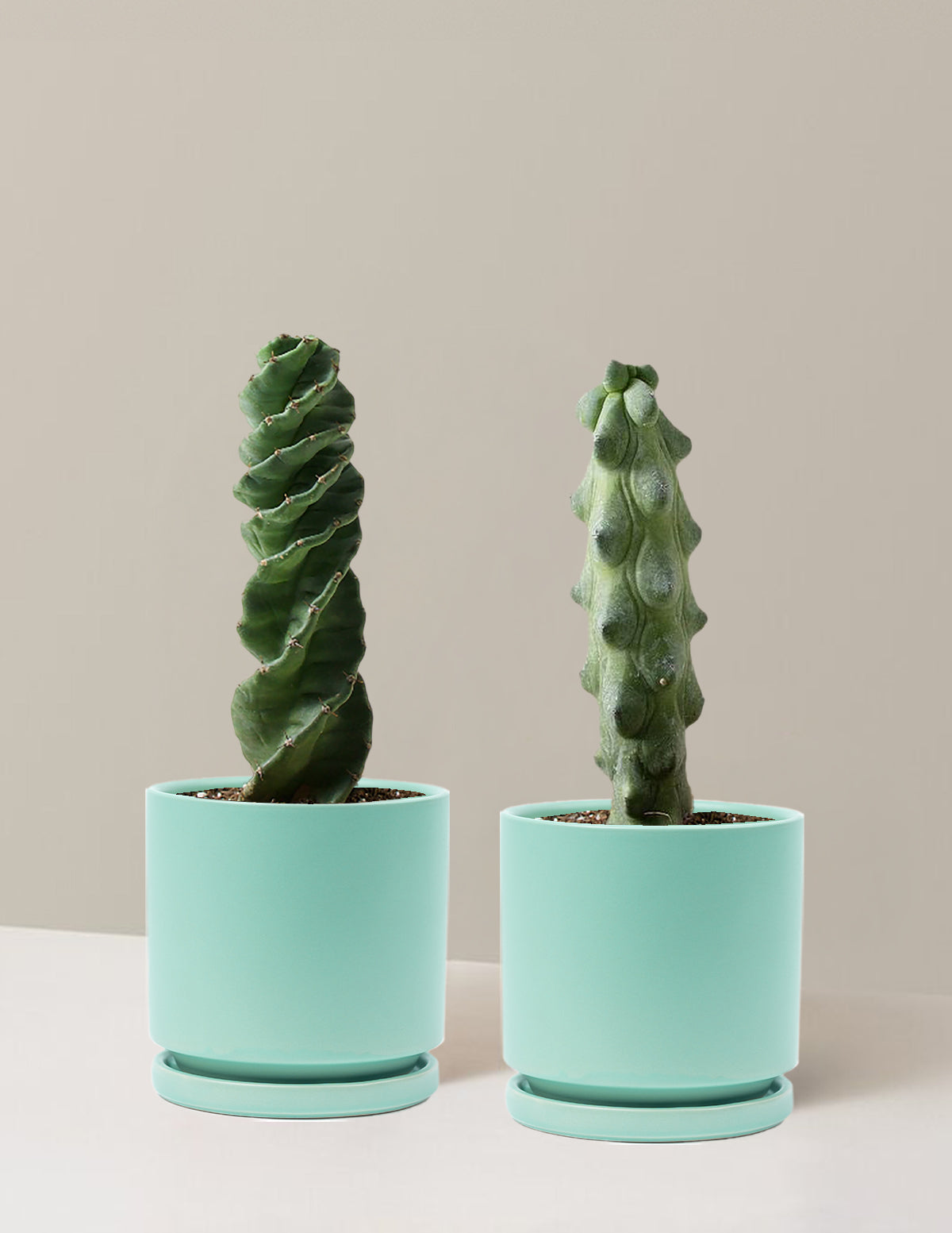 The Rare Cactus Duo