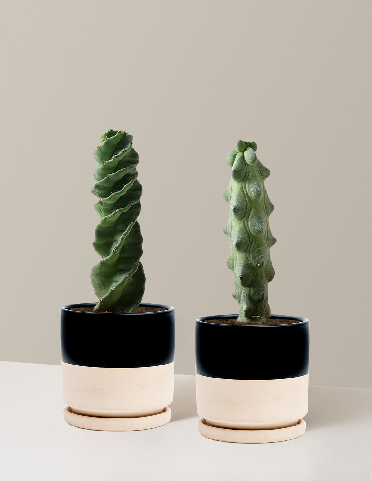The Rare Cactus Duo