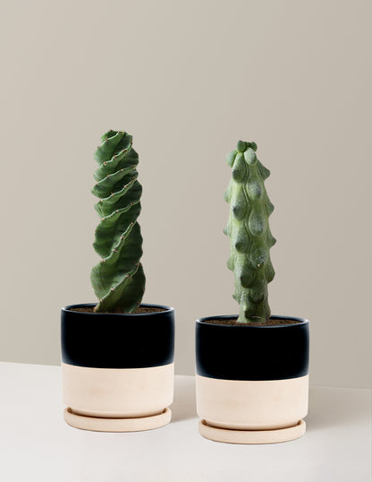 The Rare Cactus Duo
