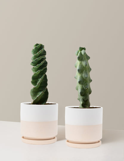 The Rare Cactus Duo