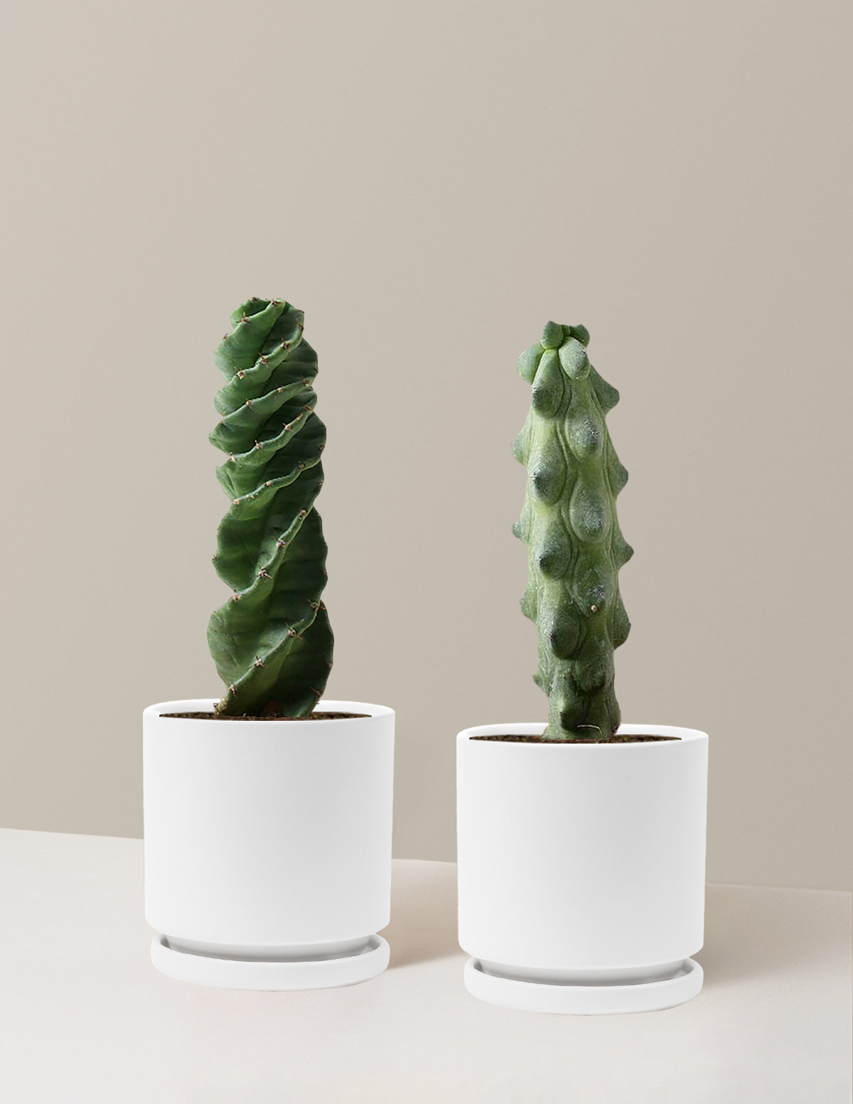 The Rare Cactus Duo