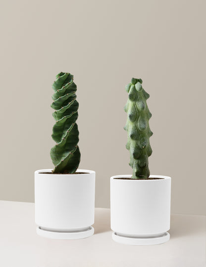 The Rare Cactus Duo