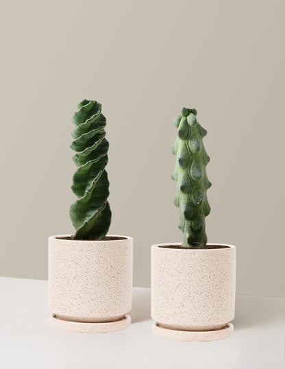 The Rare Cactus Duo
