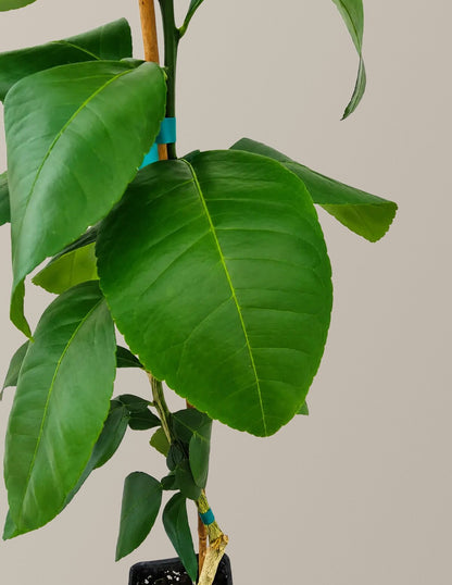 Ray Ruby Grapefruit Tree (FL)