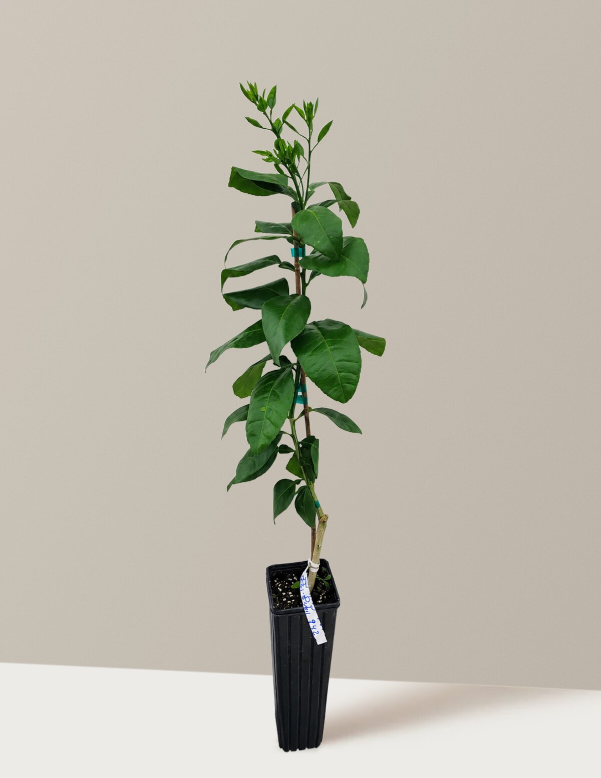 Ray Ruby Grapefruit Tree (FL)
