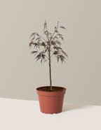 Red Dragon Japanese Maple Tree