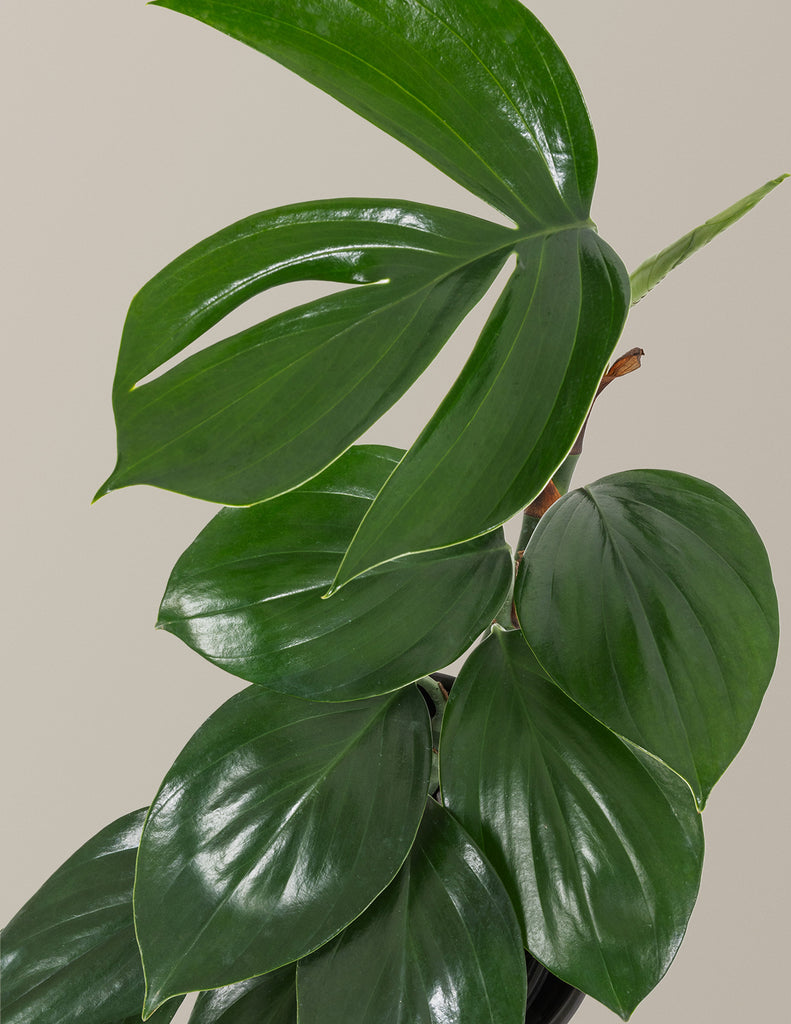 How to care for a Dragon Tail Plant
