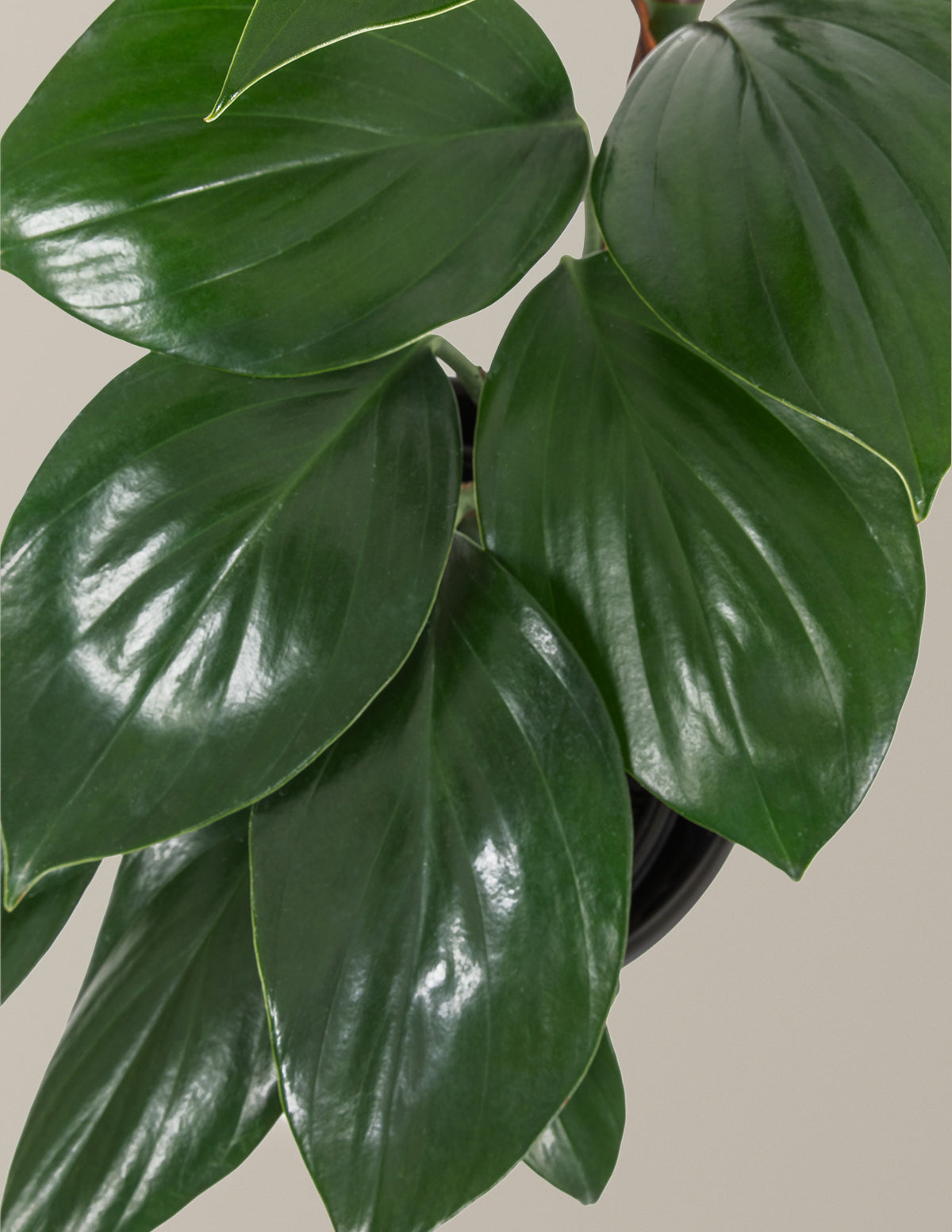 dragontail philodendron Dragon Tail Plant with Planter - Medium (10-14" tall) Rose Gold Planter