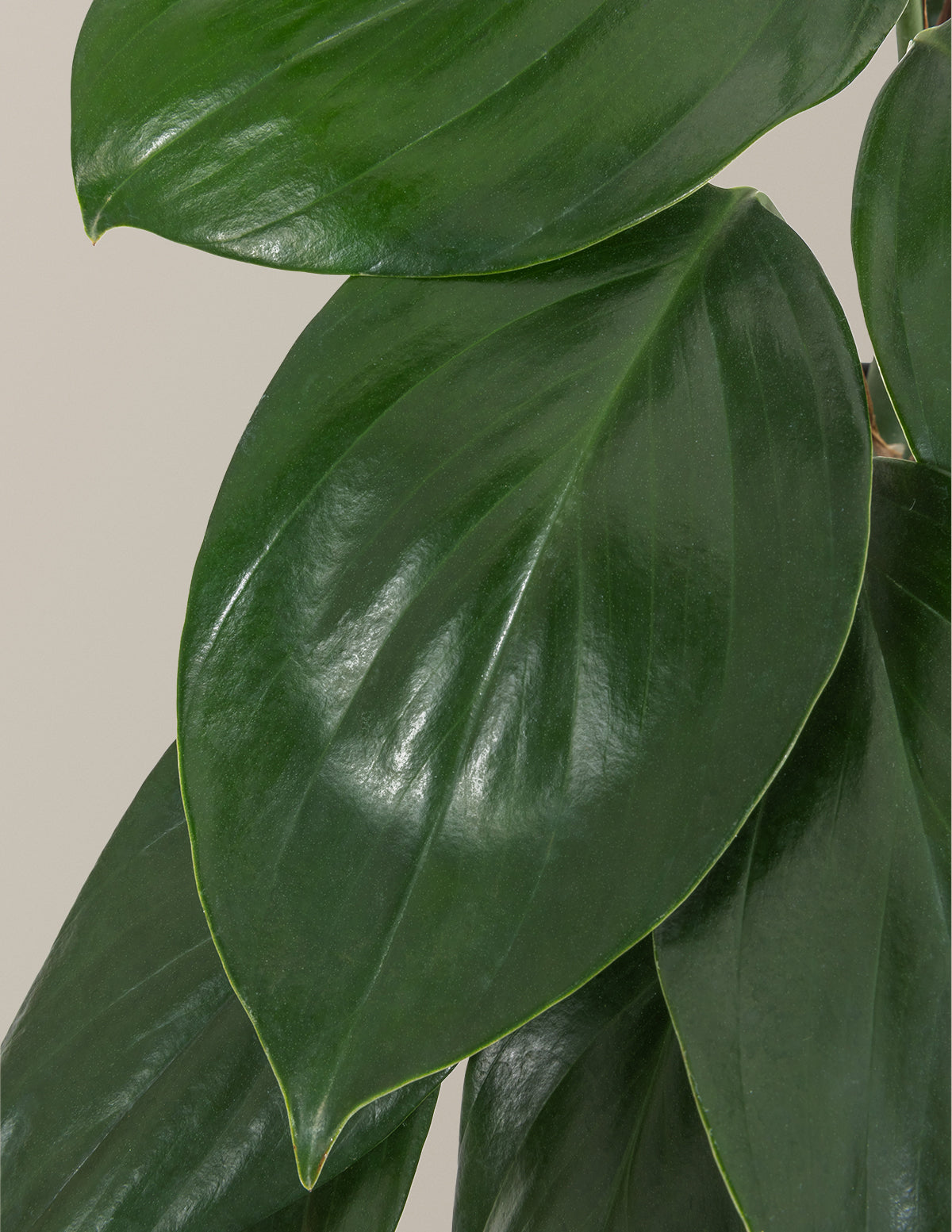 monstera dragon tail plant Dragon Tail Plant with Planter - Medium (10-14" tall) Rose Gold Planter