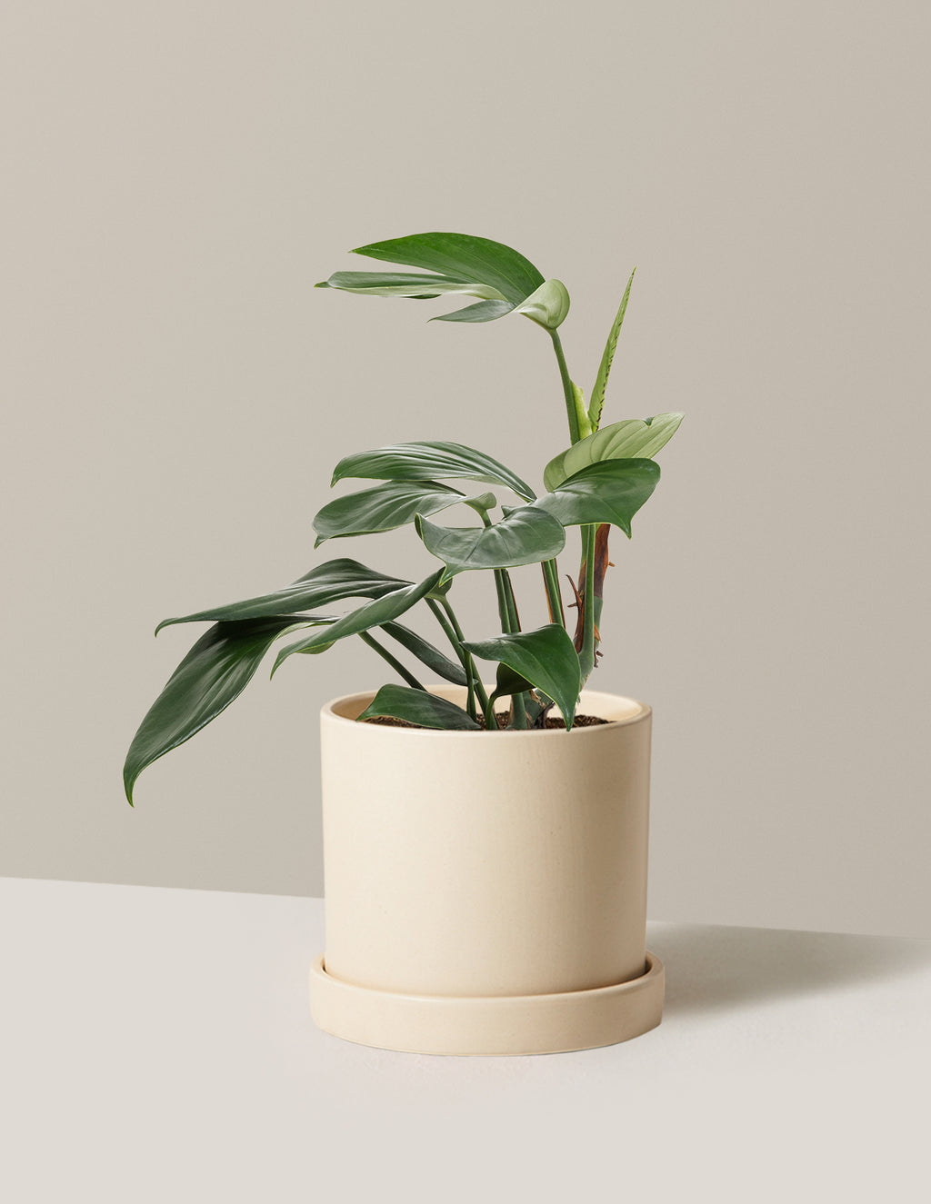 Dragon Tail Plant