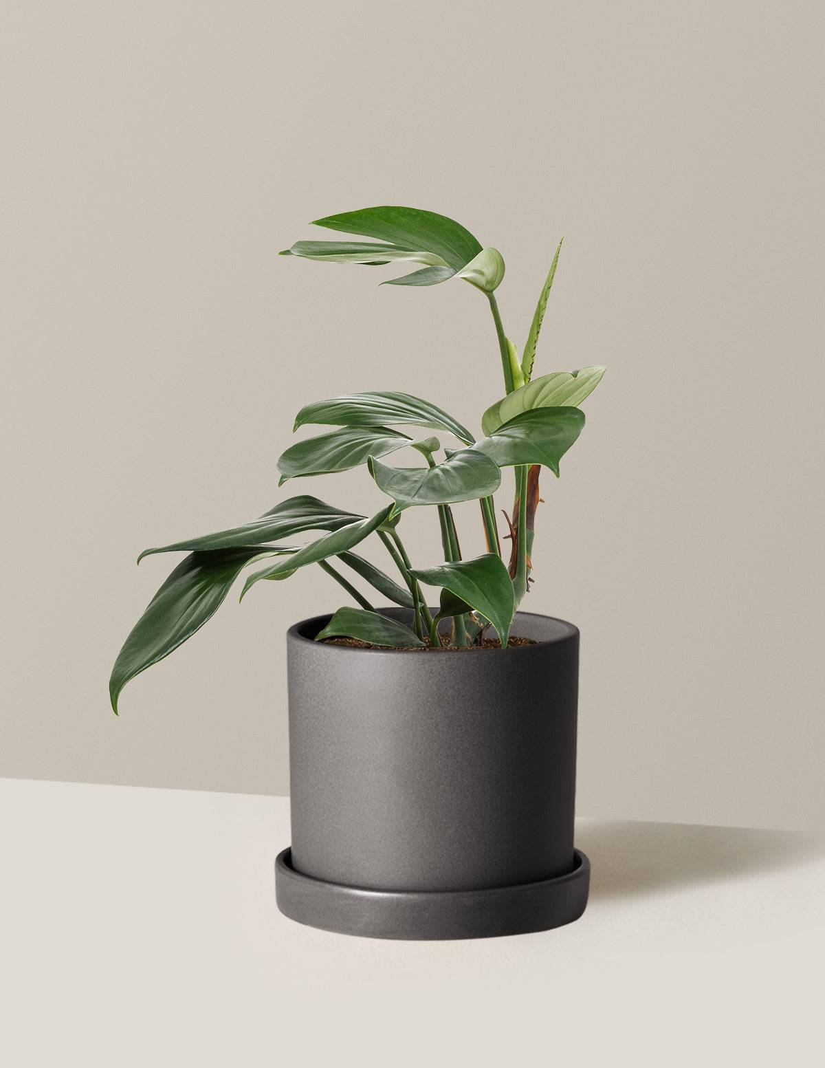 Dragon Tail Plant | Tropical Indoor Plants & Houseplants | The Sill