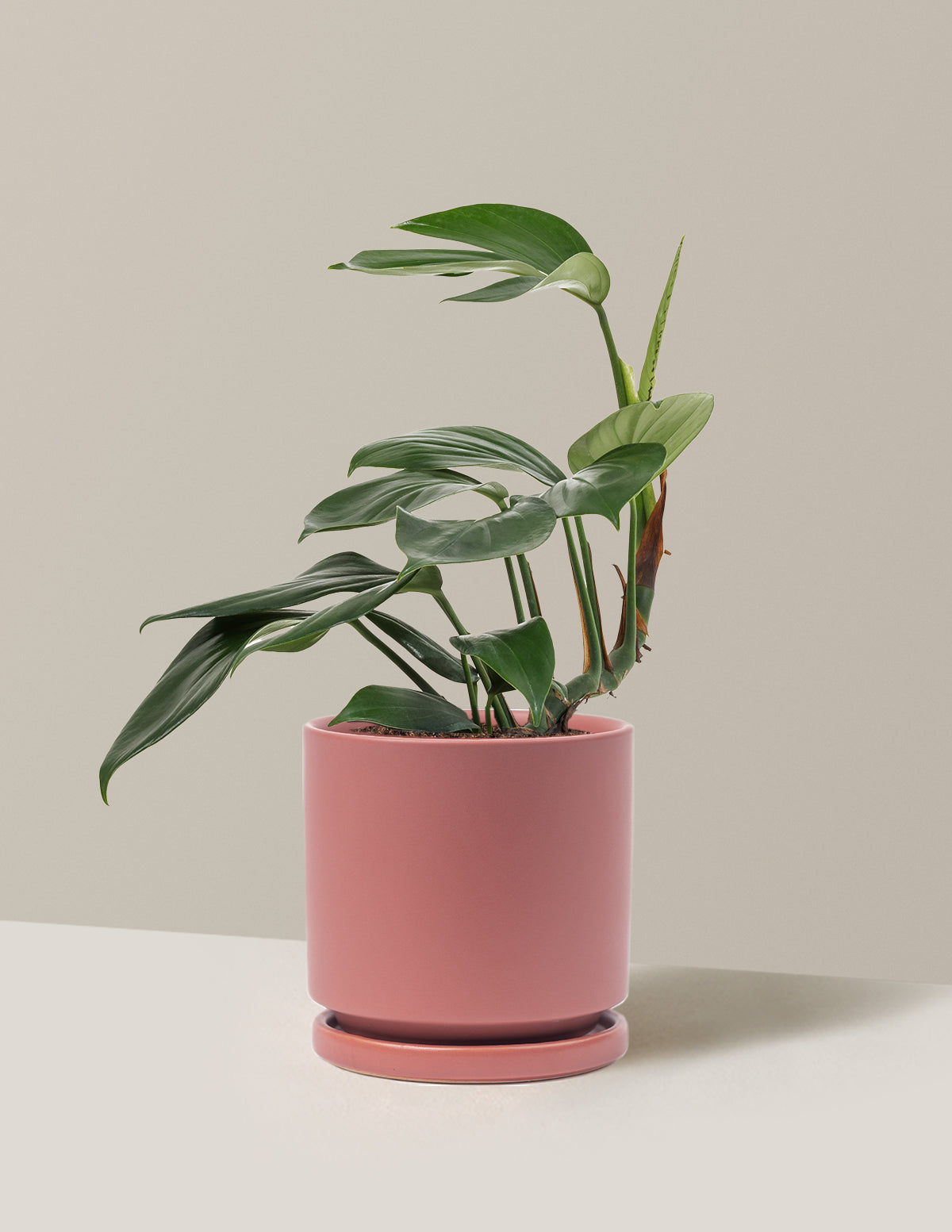 Dragon Tail Plant