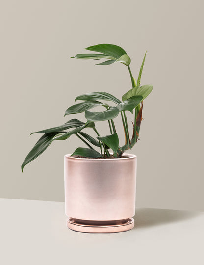 dragon tail plant indoor Dragon Tail Plant with Planter - Medium (10-14" tall) Rose Gold Planter