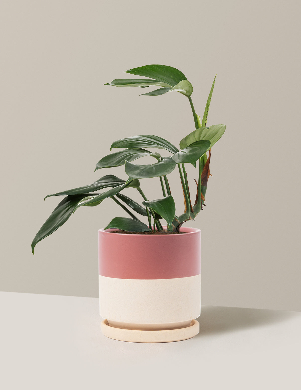Dragon Tail Plant