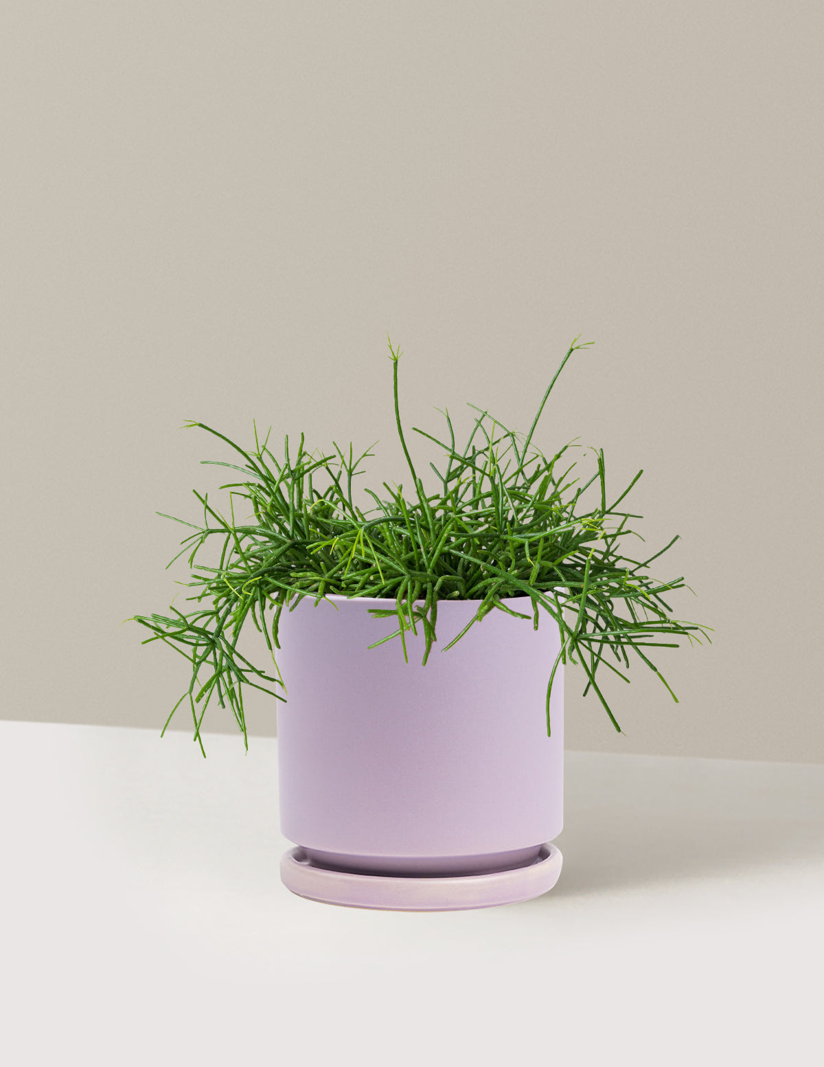 rhipsalis indoor plant Mistletoe Cactus