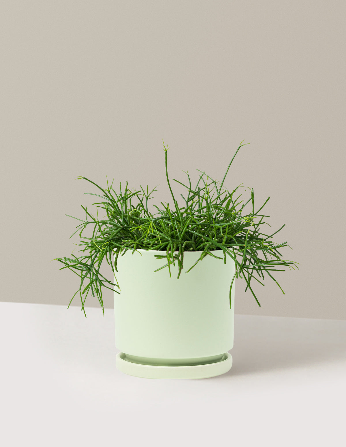 bundle | Medium | Isabella | Sage