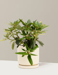 bundle | 1 Gallon | Isabella | Almond