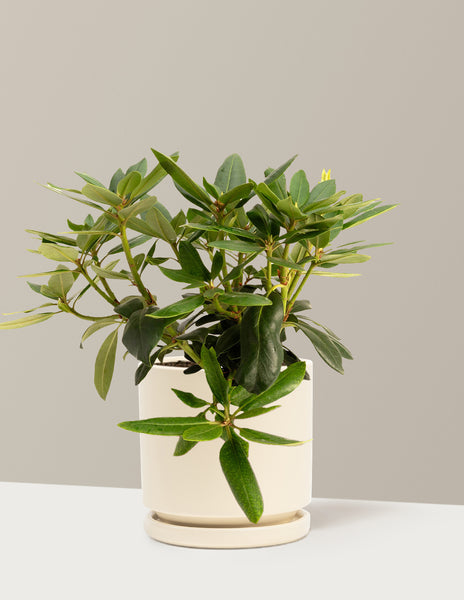 roseum succulent Roseum Pink Rhododendron | 3 Gallon