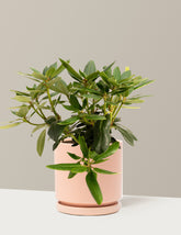 Roseum Pink Rhododendron