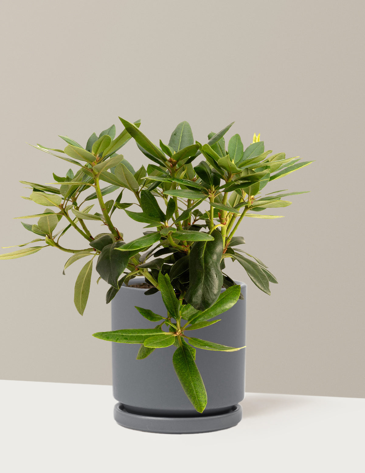 bundle | 1 Gallon | Isabella | Granite