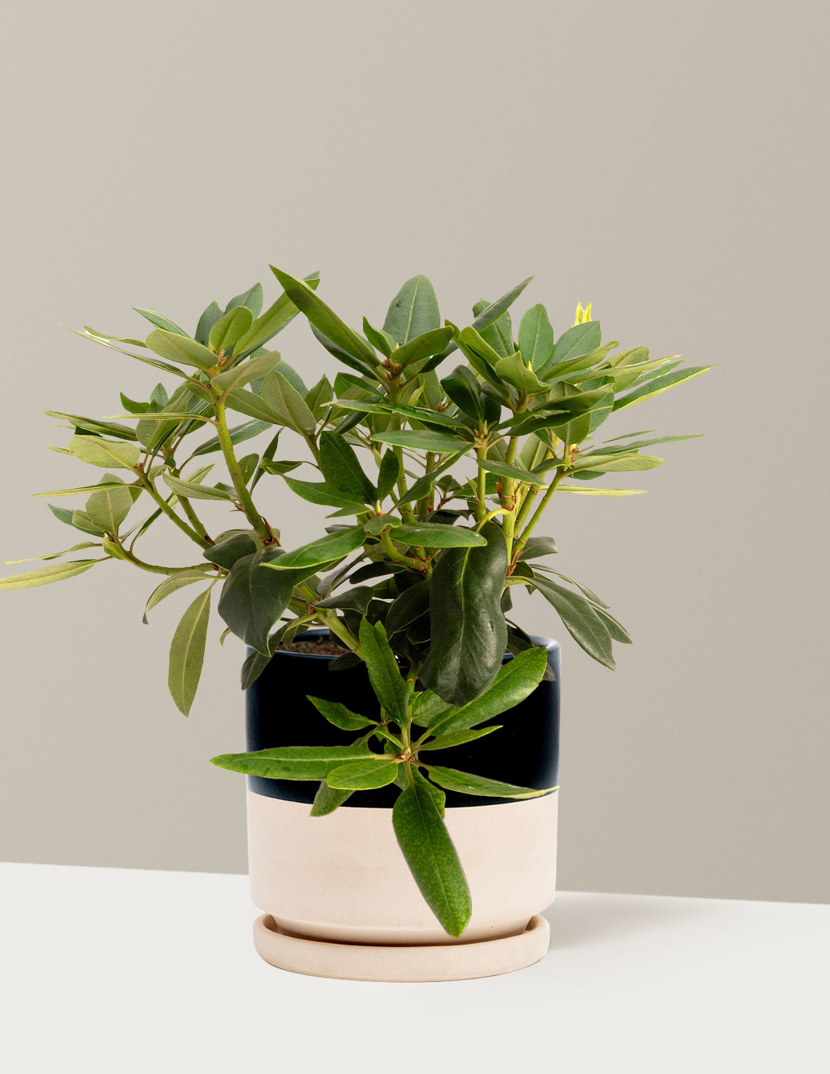 bundle | 1 Gallon | Isabella | Top Half Black