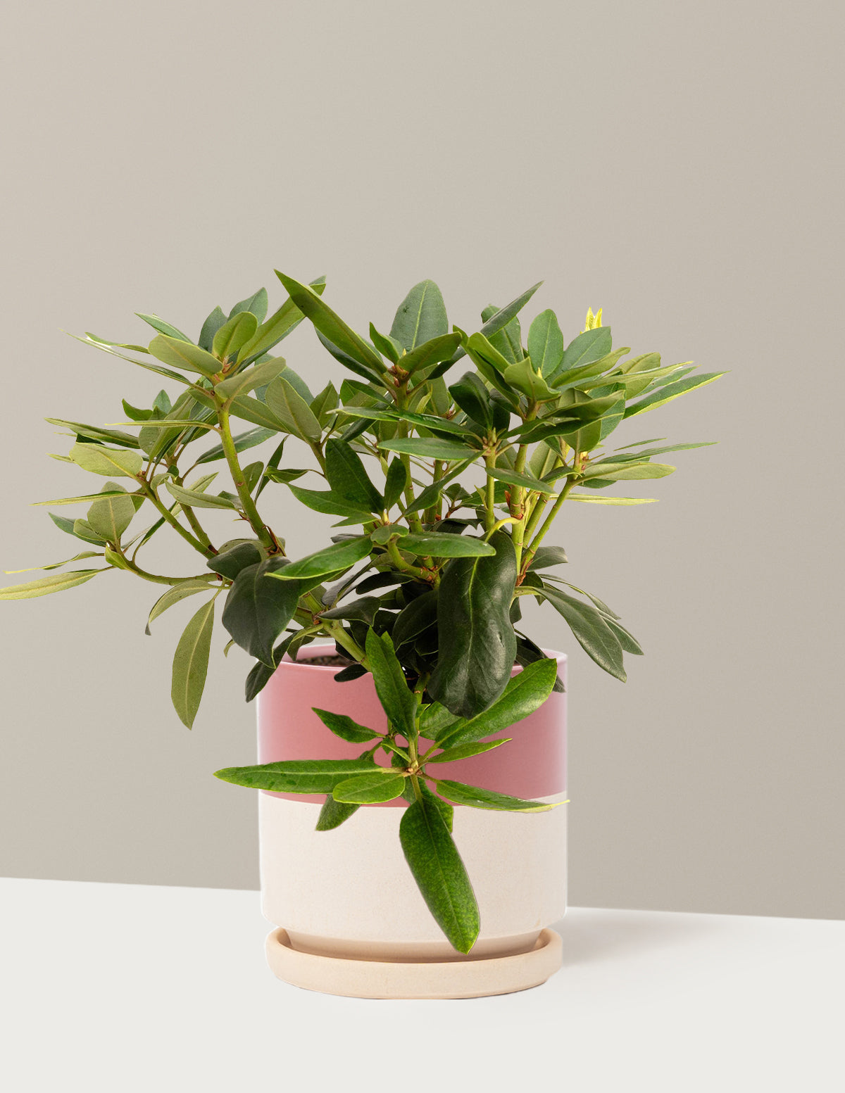 Roseum Pink Rhododendron