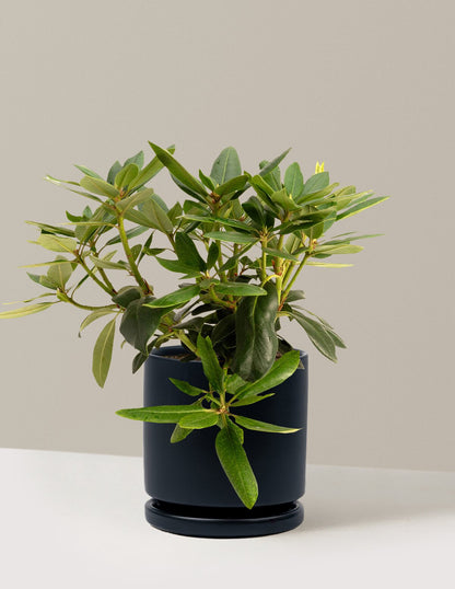 Roseum Pink Rhododendron