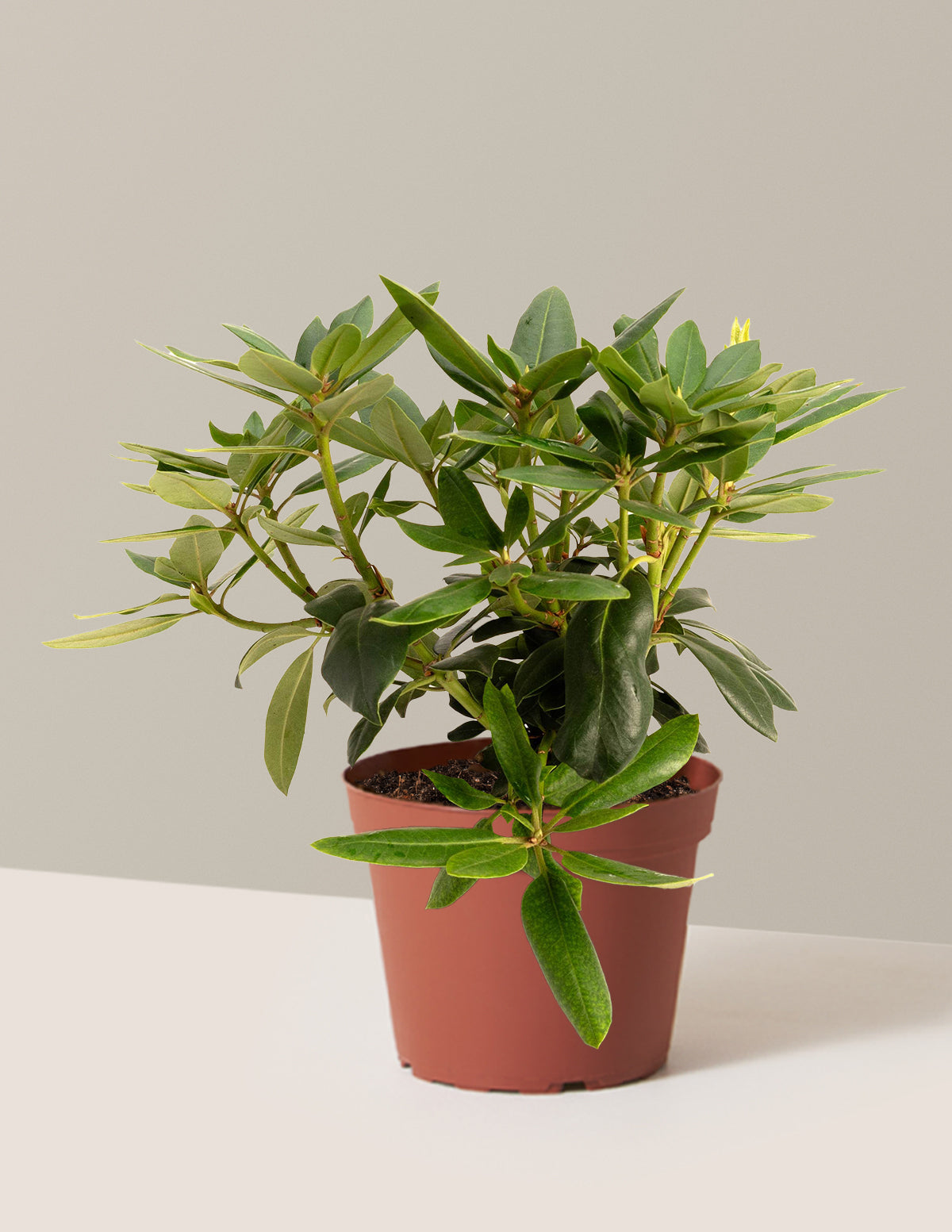 Roseum Pink Rhododendron | 3 Gallon