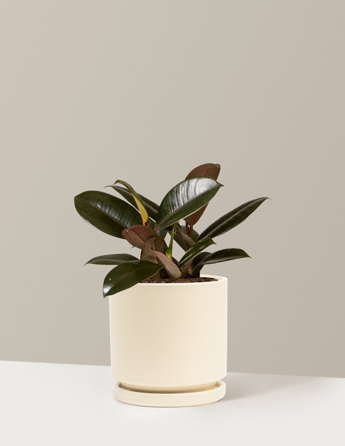 Ficus Burgundy Rubber Plant