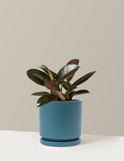 Ficus Burgundy Rubber Plant