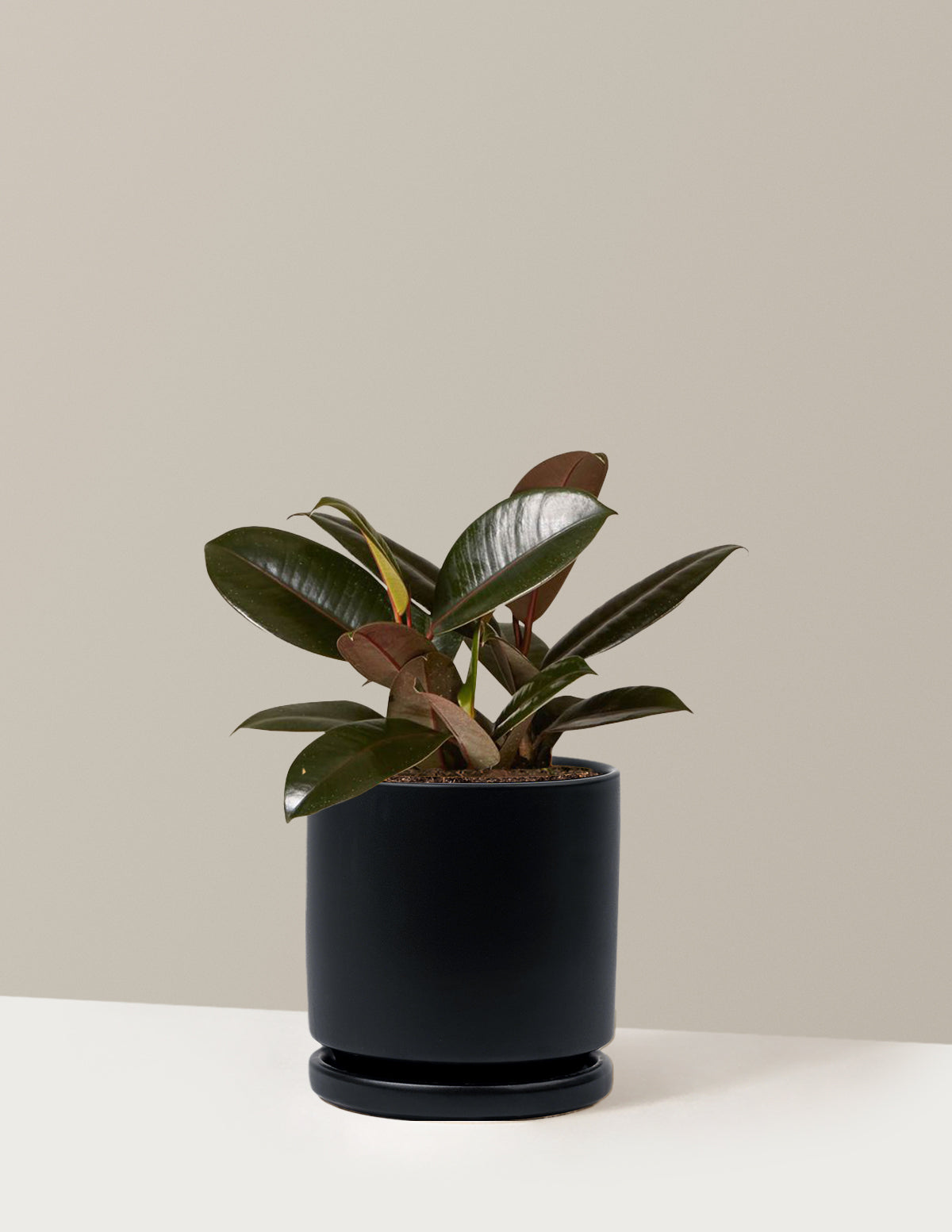 Ficus Burgundy Rubber Plant