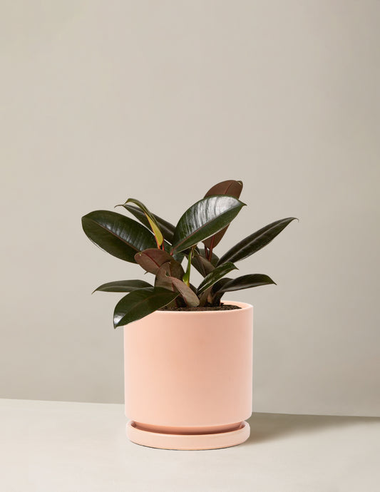 Ficus Burgundy Rubber Plant