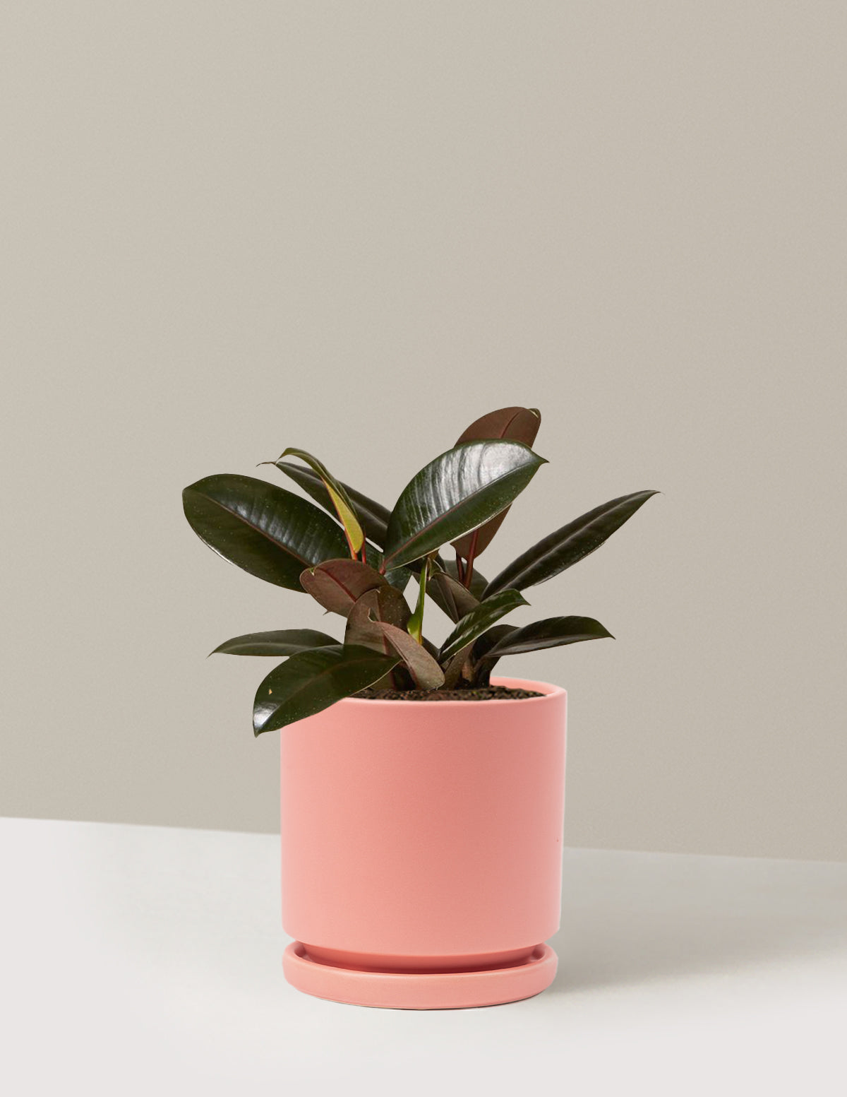 Ficus Burgundy Rubber Plant