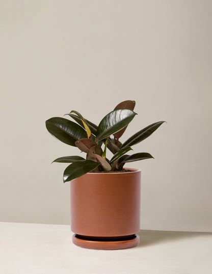Ficus Burgundy Rubber Plant