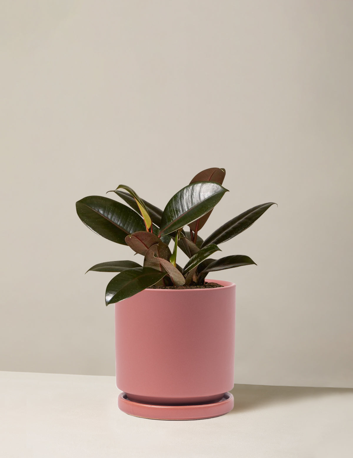 Ficus Burgundy Rubber Plant