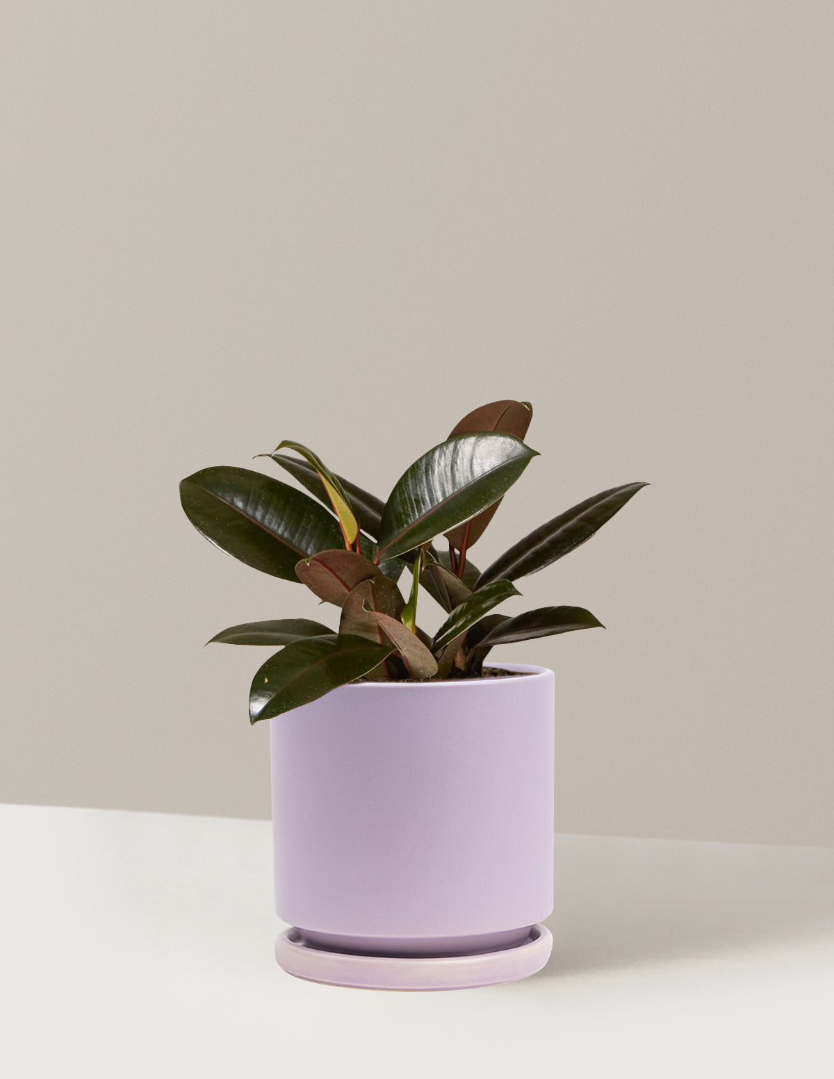 Ficus Burgundy Rubber Plant