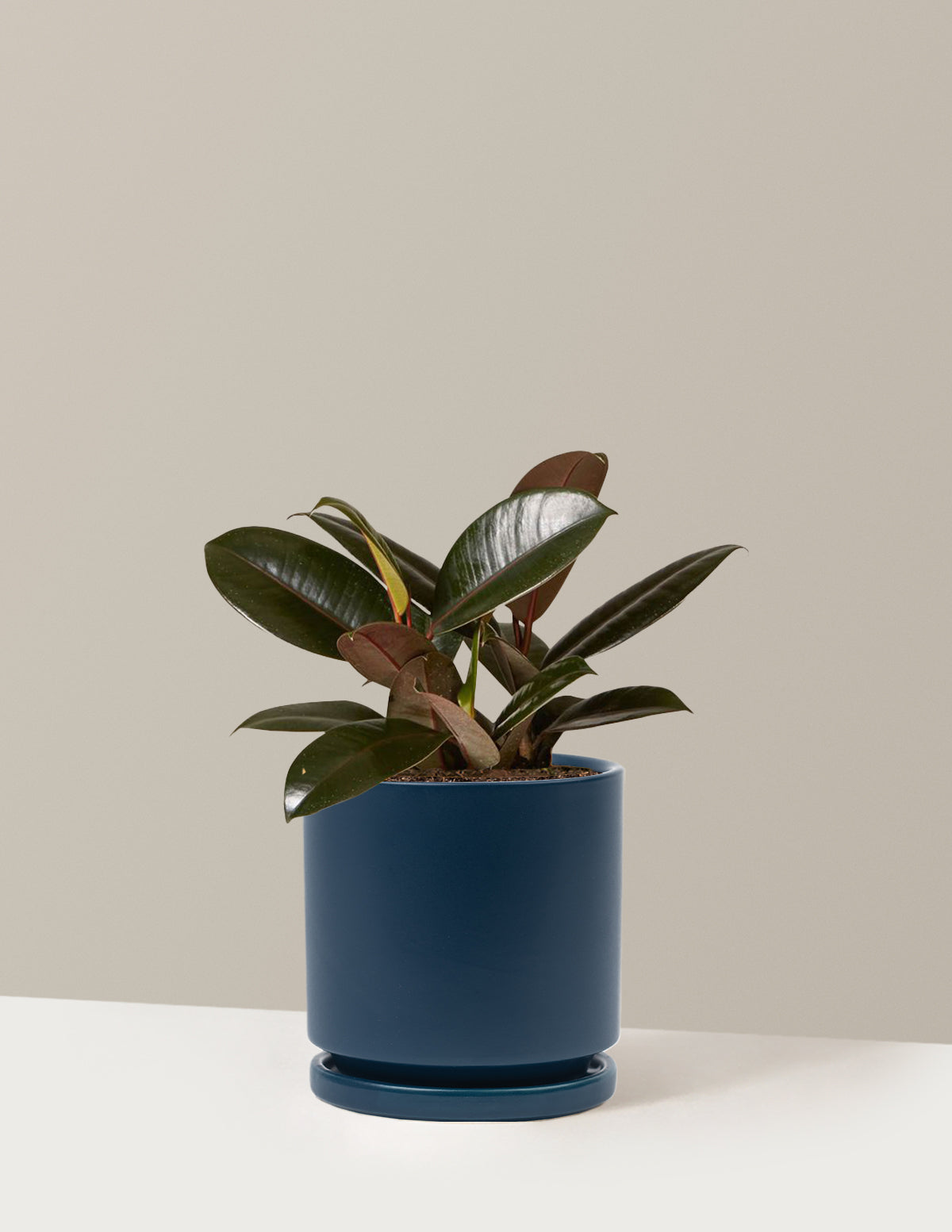 Ficus Burgundy Rubber Plant