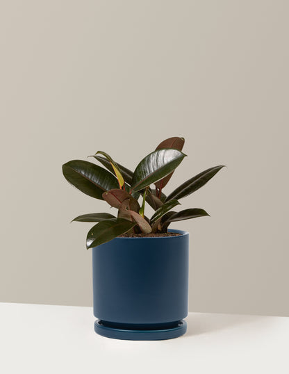 Ficus Burgundy Rubber Plant
